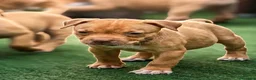 Pitbull cani in vendita: Cuccioli American Pitbull UKC con Pedigree  - Annuncio 4