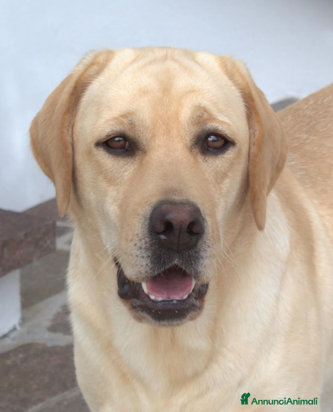Labrador cani in vendita: Cucciole Labrador miele a Provincia di Ancona - Annuncio 8