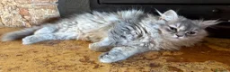 Persiano gatti in vendita: Dolce cucciola di persiano  - Annuncio 6