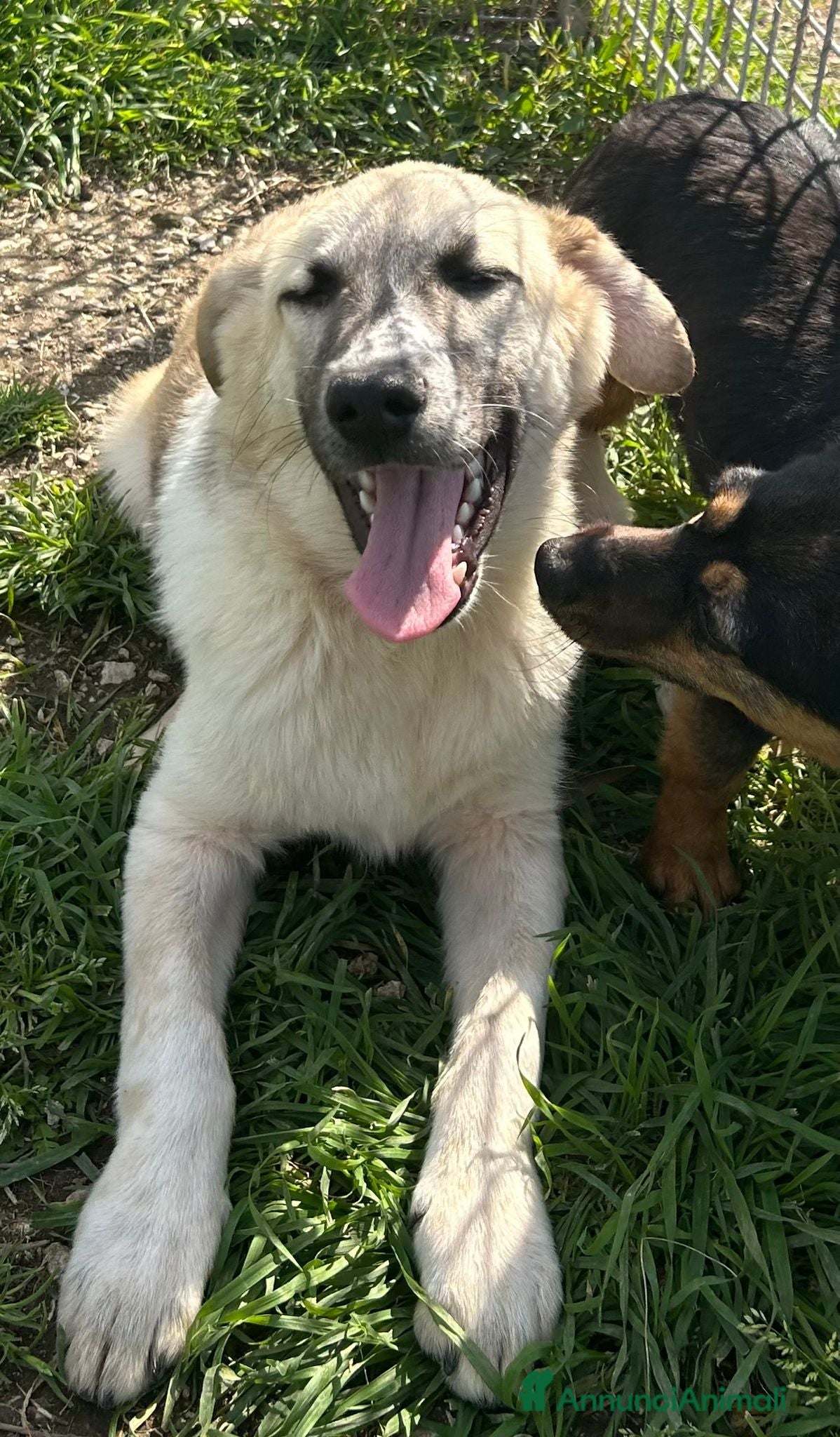 Meticcio cani Incrocio (JOY) - Annuncio 6