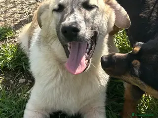 Meticcio cani Incrocio (JOY) - Annuncio 6