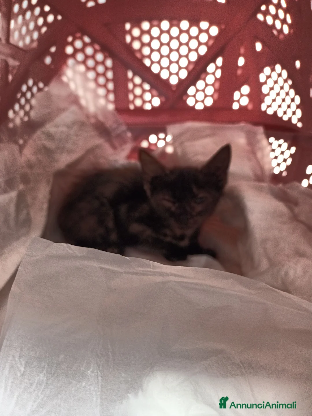 Meticcio gatti in regalo: Piccola gattina Caserta  a Provincia di Caserta - Annuncio 3