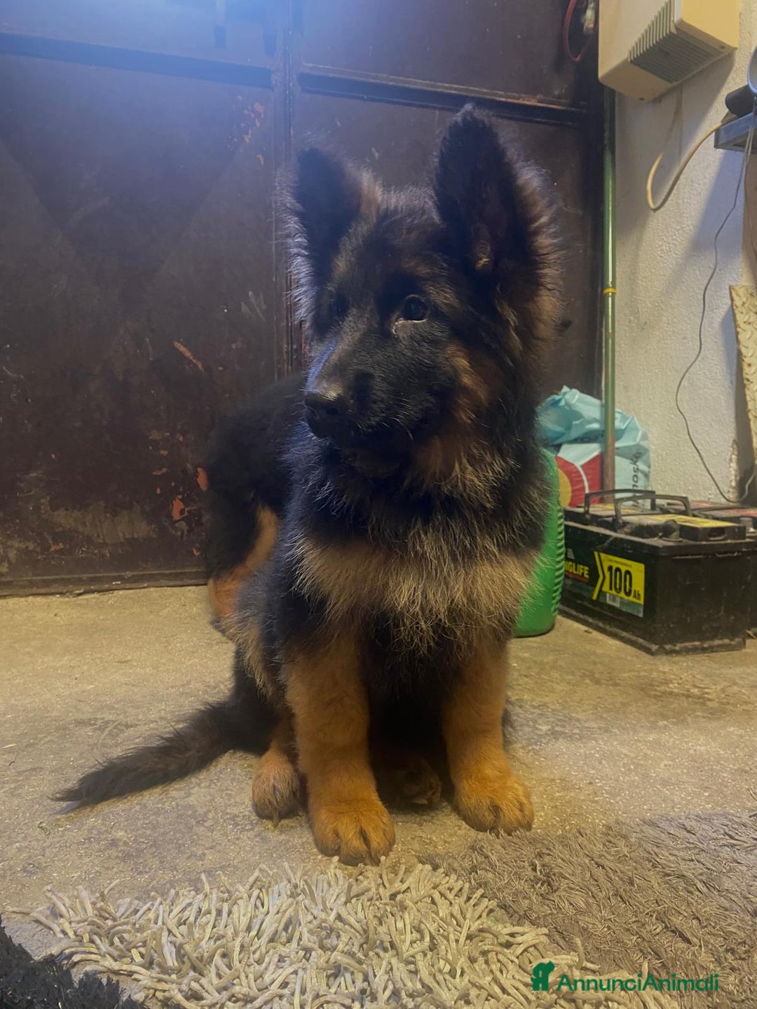 Pastore Tedesco cani in vendita: Disponibili cucciole di pastore tedesco  - Annuncio 3