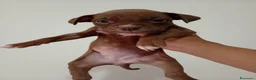 Pitbull cani in vendita: CUCCIOLI AMERICAN PITBULL TERRIER UKC - Annuncio 7