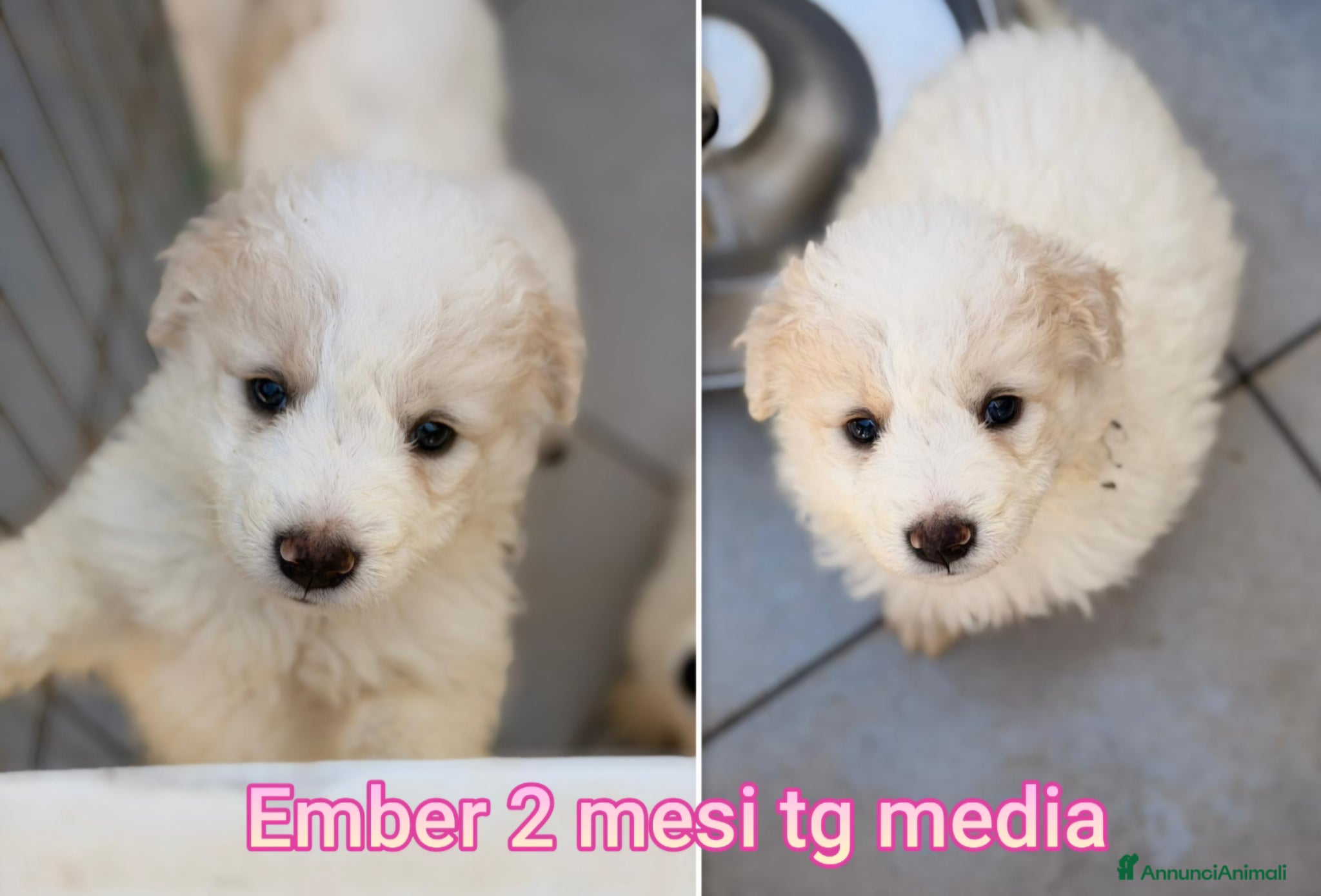 Meticcio cani CUCCIOLI, URGENTE: TEMPO SCADUTO  - Annuncio 21