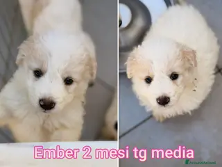 Meticcio cani CUCCIOLI, URGENTE: TEMPO SCADUTO - Annuncio 21