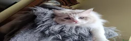Ragdoll gatti in vendita: Prenotazione Cuccioli di Razza Ragdoll  - Annuncio 3
