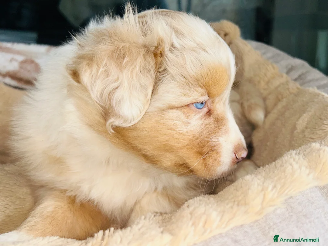 Australian Shepherd cani in vendita: Cucciolo maschio di pastore australiano  - Annuncio 4