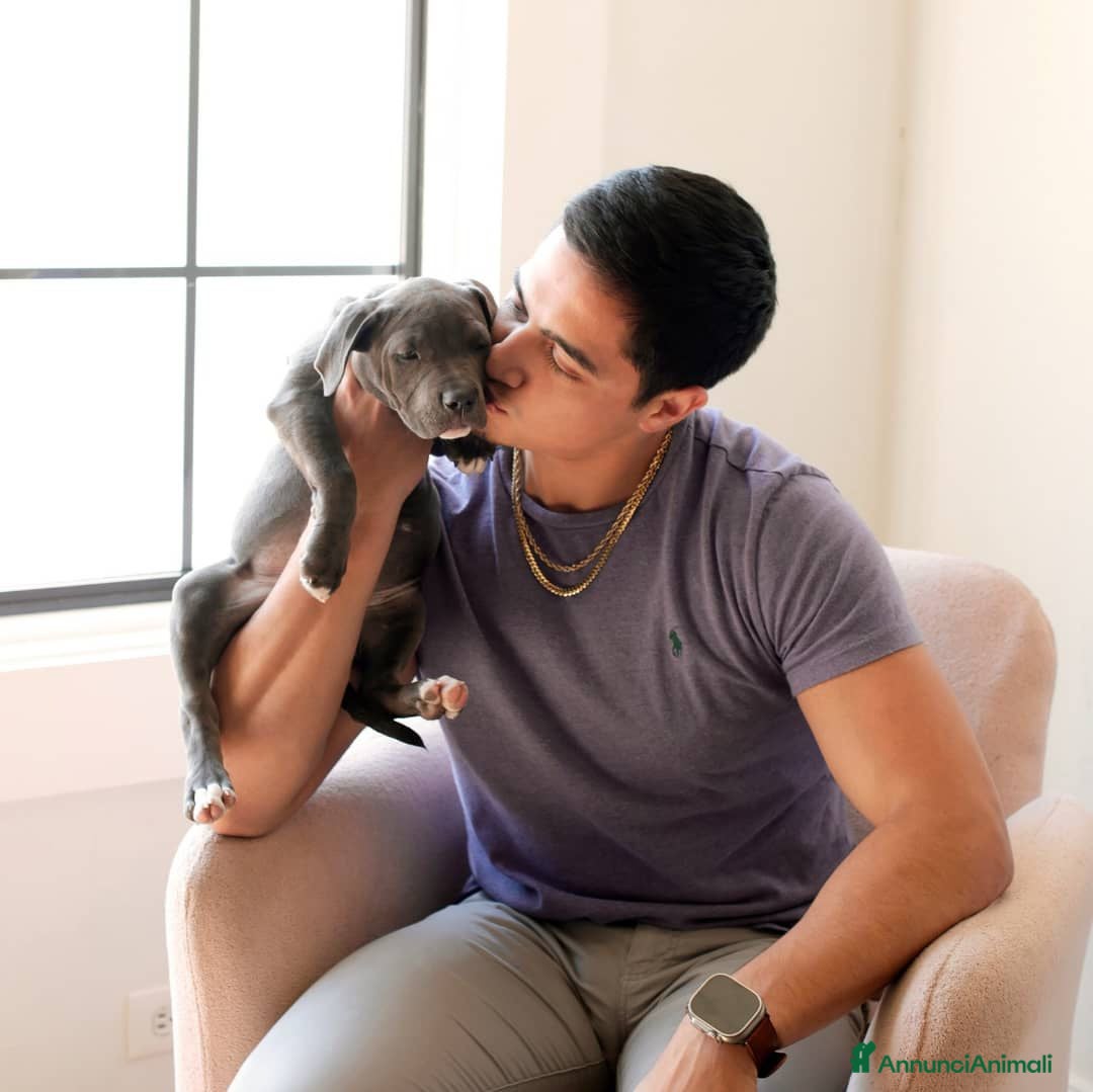 Pitbull cani in regalo: American Pitbull Terrier con pedigree - Annuncio 3