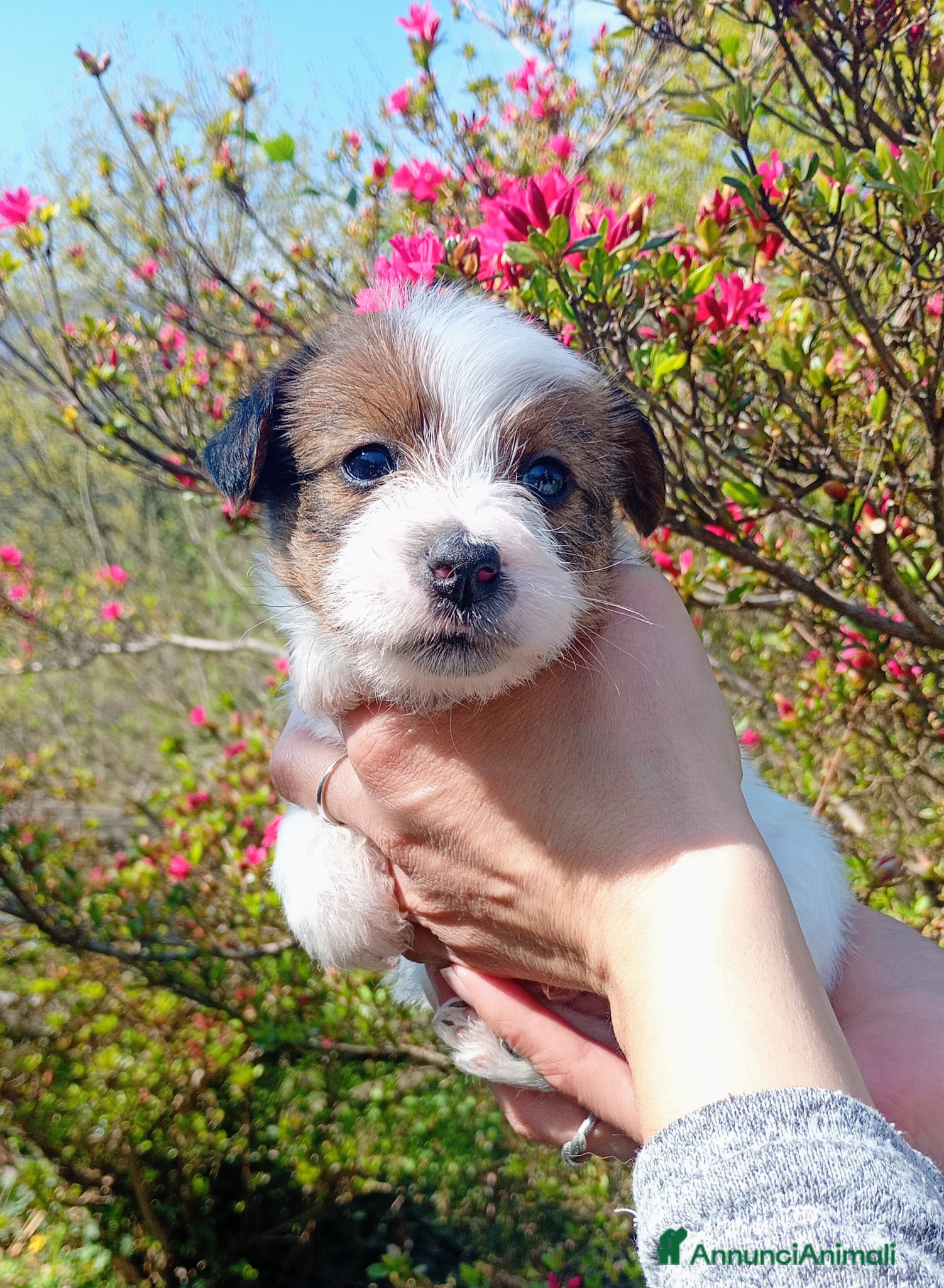 Jack Russell cani Jack Russell a pelo ruvido - Annuncio 2