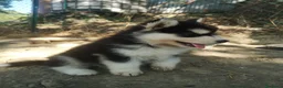 Husky cani in vendita: Husky a Provincia di Perugia - Annuncio 3