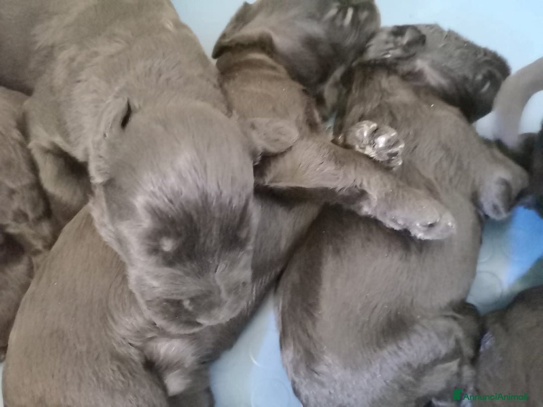 Schnauzer Gigante cani in vendita: Nata Cucciolata X  - Annuncio 3