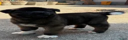 Akita Americano cani in vendita: Akita Americano - Annuncio 11