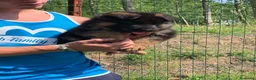 Pastore Tedesco cani in vendita: cuccioli - Annuncio 21