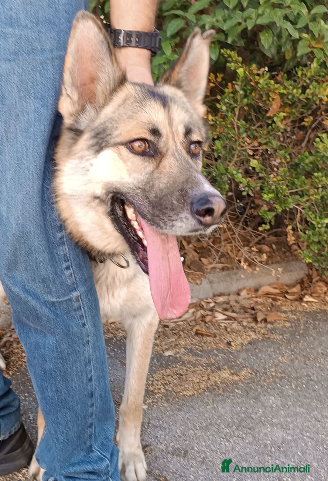 Meticcio cani in regalo: OTTO derivato pastore tedesco in adozione a Provincia di Latina - Annuncio 2