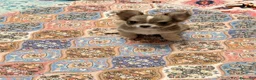 Chihuahua cani in vendita: Cucciolo di chihuahua - Annuncio 2