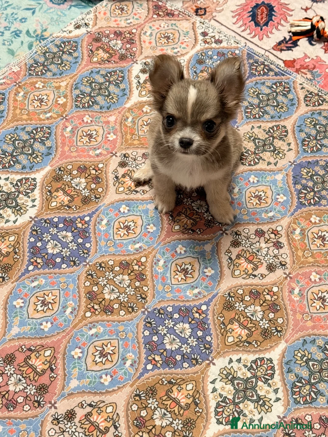 Chihuahua cani in vendita: Cucciolo di chihuahua - Annuncio 2