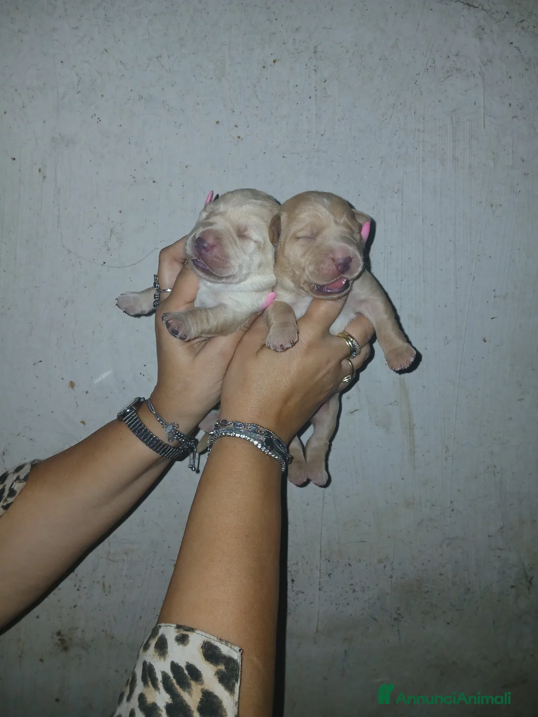 Labrador cani in vendita: Cuccioli di labrador retriever puri - Annuncio 9