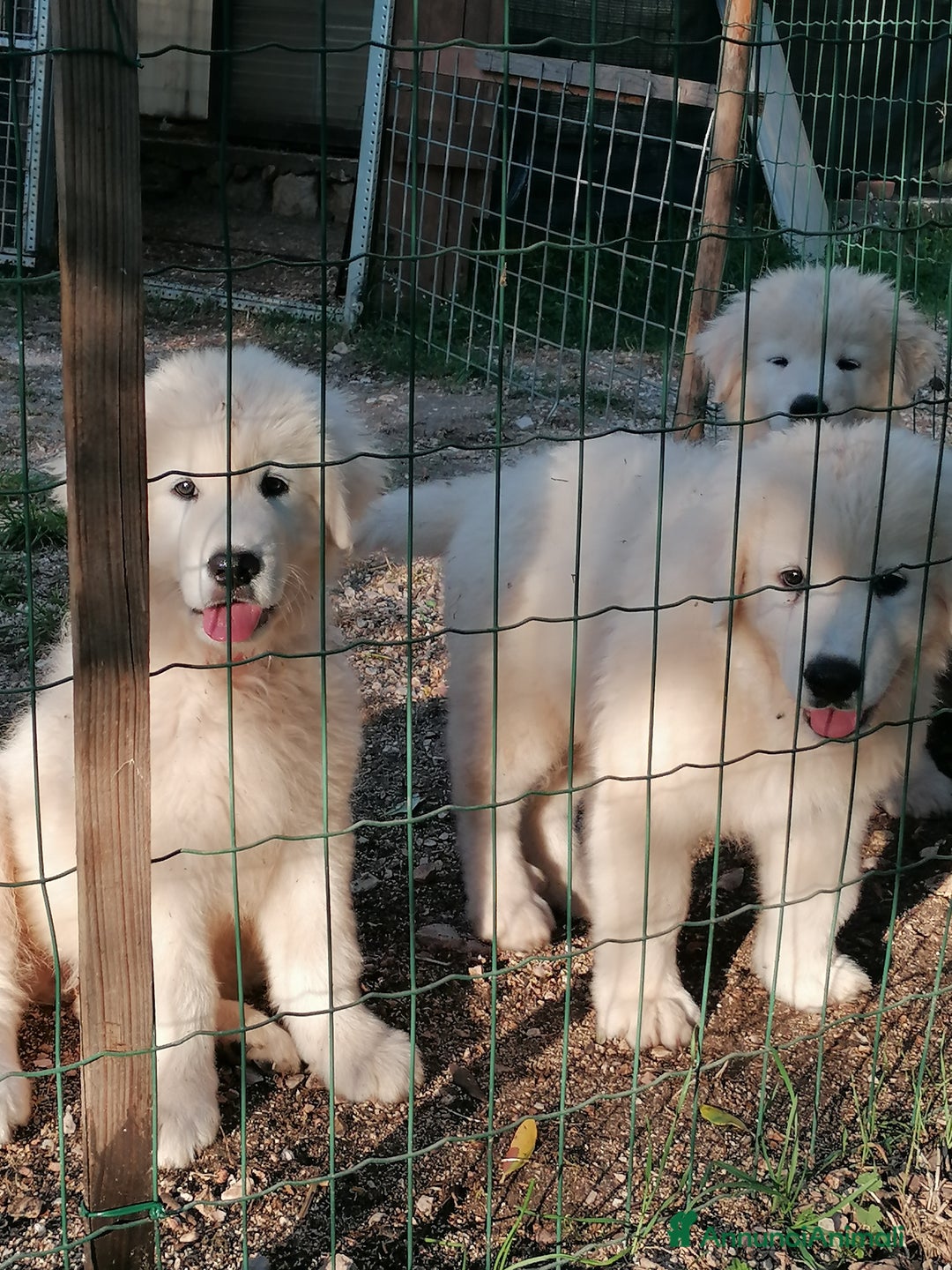 Pastore Maremmano cani in vendita: cuccioli maremmano abruzzese puri - Immagine 1