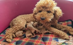 Barboncino cani in vendita: Barboncino - Annuncio 3