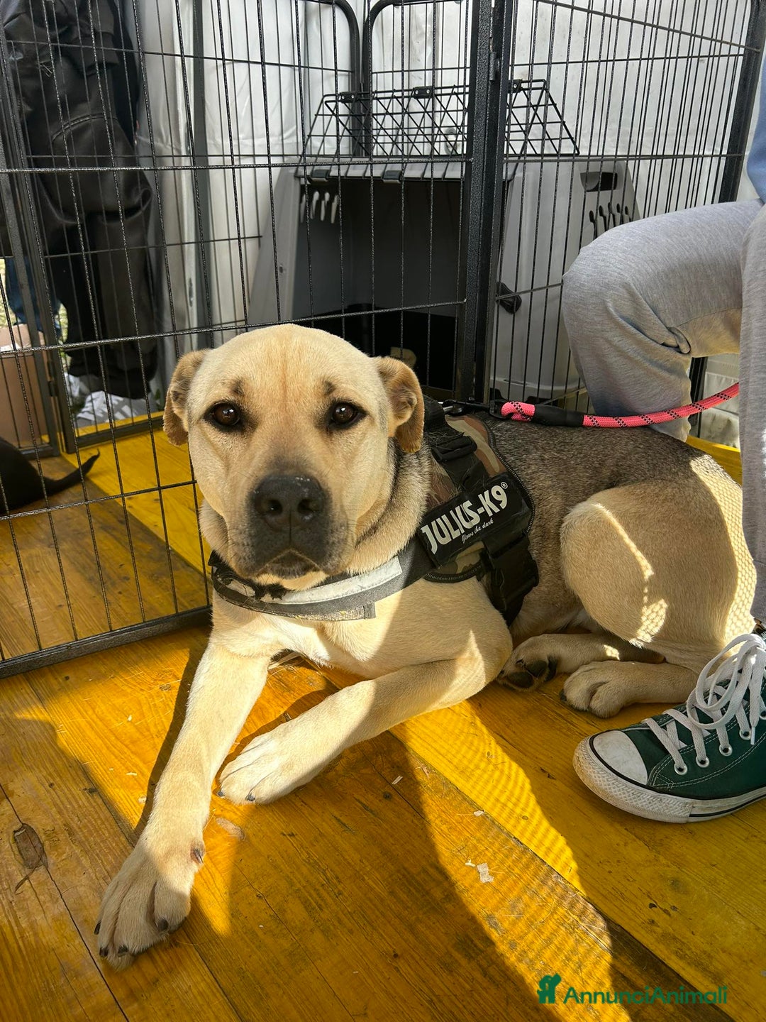 Meticcio cani in regalo: Penelope a Provincia di Latina - Annuncio 10