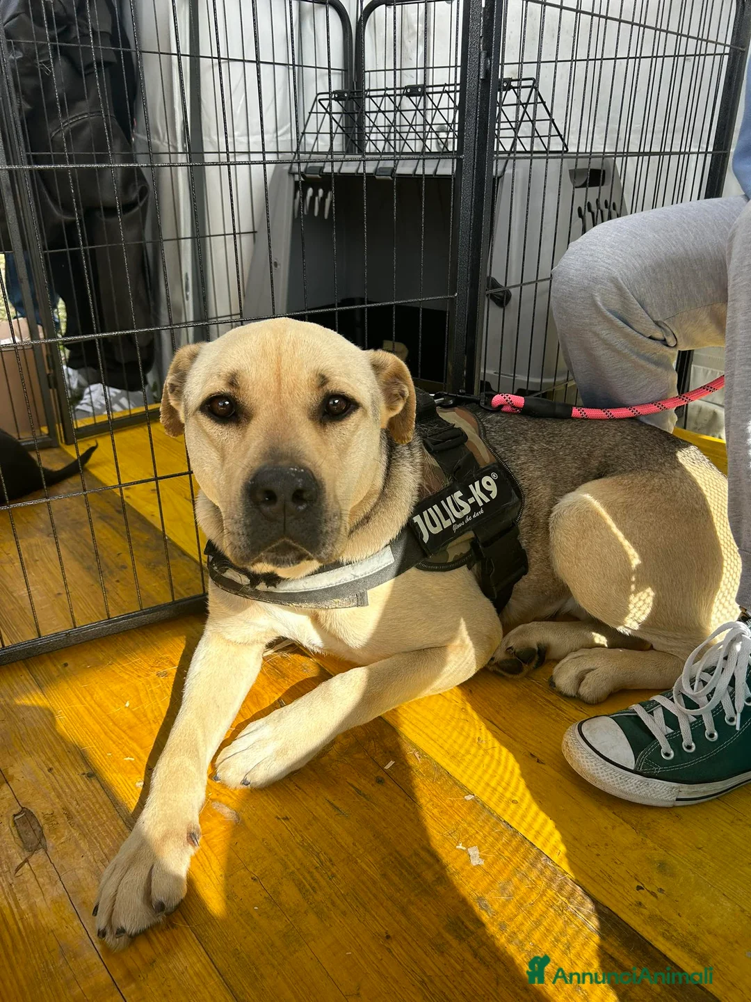 Meticcio cani in regalo: Penelope a Provincia di Latina - Annuncio 10