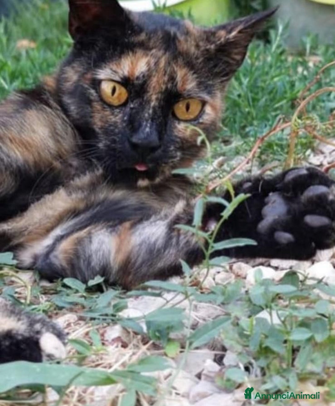 Europeo gatti in regalo: Gattina tartarugata - Annuncio 6