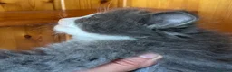 Norvegese gatti in vendita: Gattino cucciolo di gatto norvegese delle foreste a Provincia di Parma - Annuncio 6