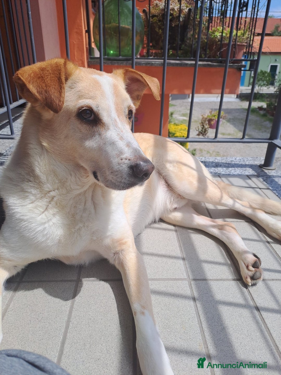 Meticcio cani in regalo: Splendido meticcio - CHARLIE - Annuncio 10