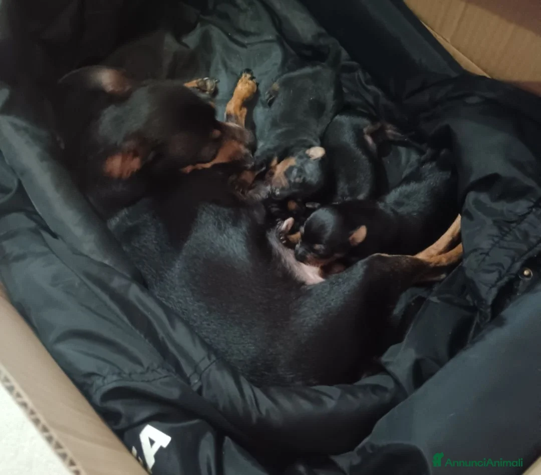 Pinscher Miniatura cani in vendita: Pinscher toy  - Annuncio 2