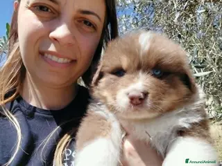 Australian Shepherd cani PASTORE AUSTRALIANO NBT - Annuncio 2