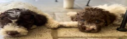 Lagotto cani in vendita: Cuccioli lagotto romagnolo  - Annuncio 12