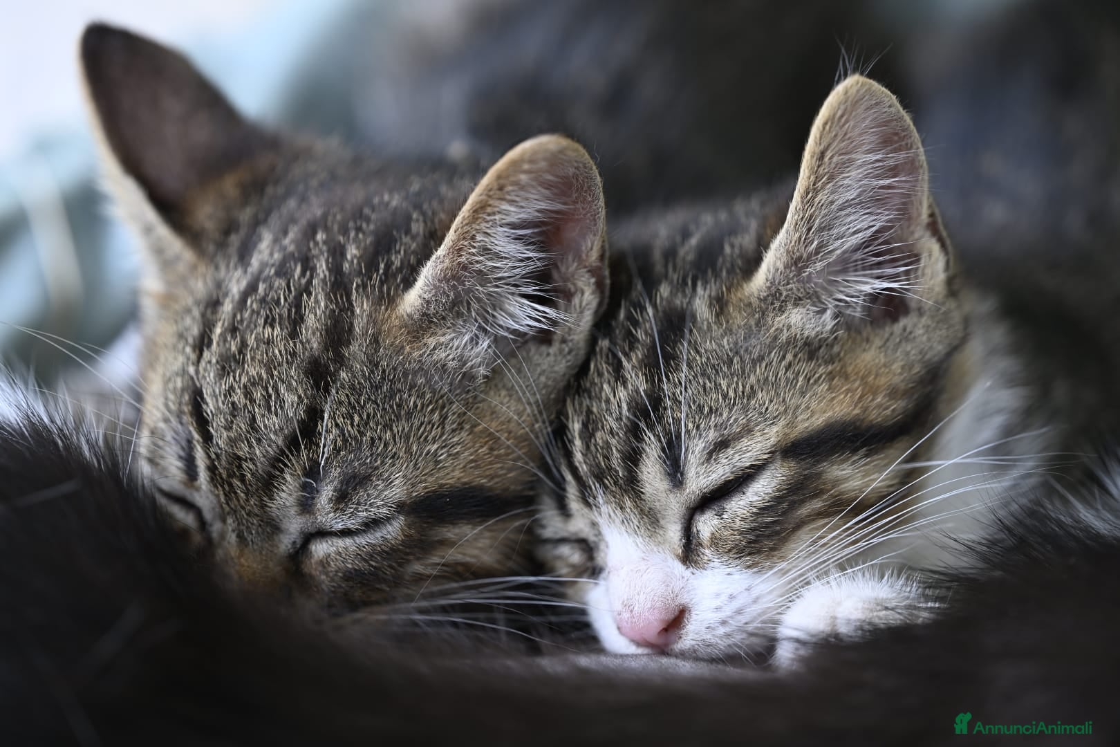 Meticcio gatti Regalo gattini tigrati  - Annuncio 2
