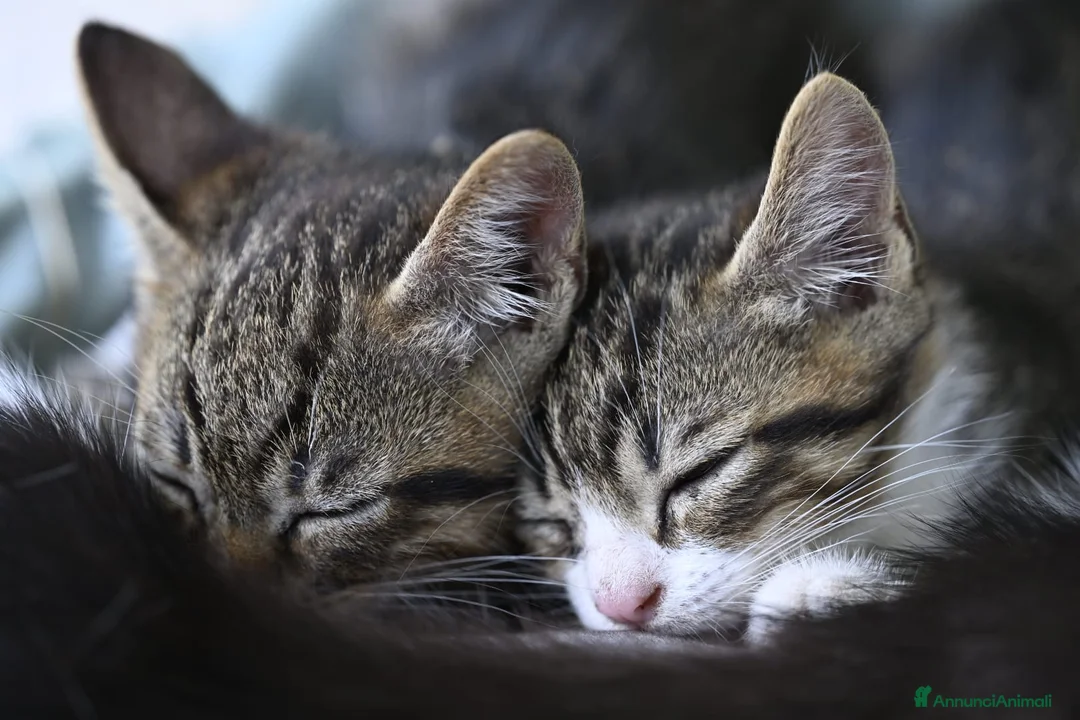 Meticcio gatti in regalo: Regalo gattini tigrati  a Provincia di Macerata - Annuncio 1