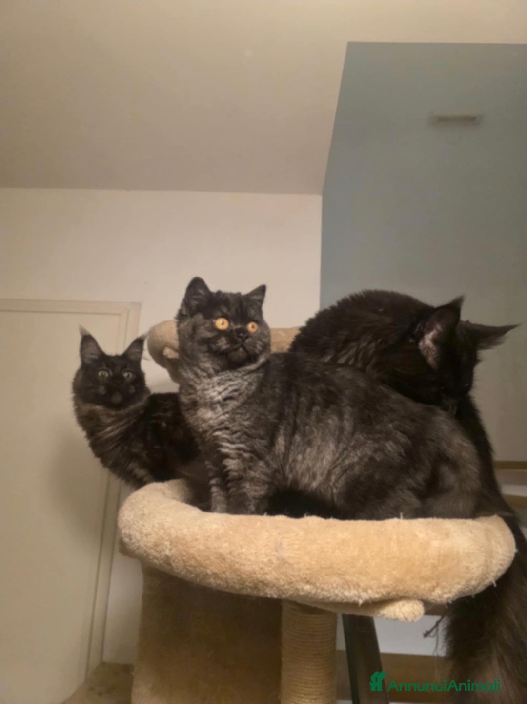 Scottish gatti in vendita: Scottish straight 440 - Annuncio 2