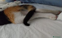 Altre razze gatti in regalo: Zoe, Micia Calico Dolce e Vivace! a Provincia di Varese - Immagine 4