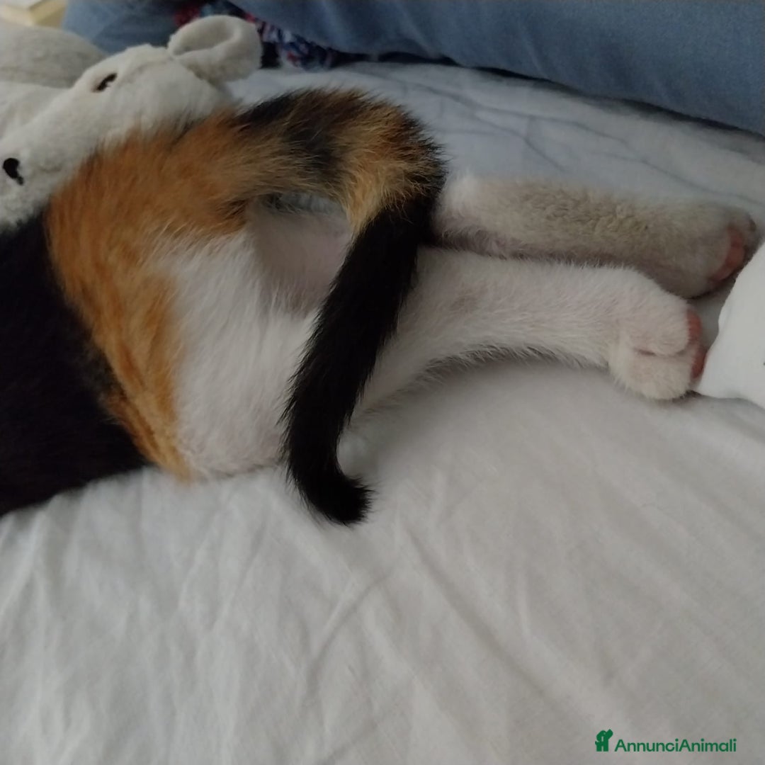 Altre razze gatti in regalo: Zoe, Micia Calico Dolce e Vivace! a Provincia di Varese - Immagine 4