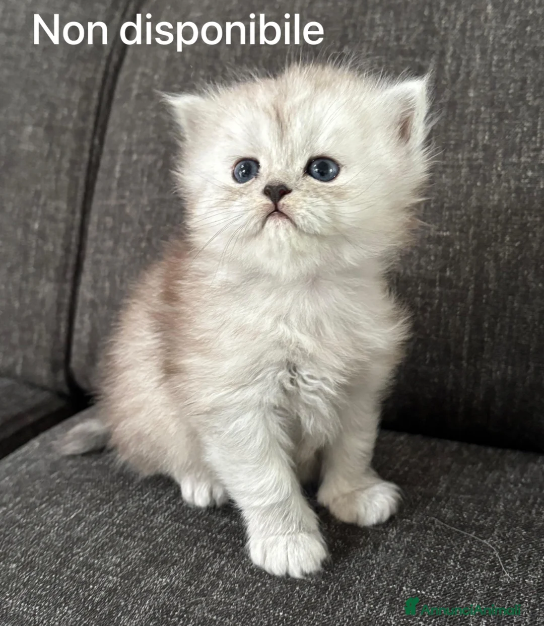 Persiano gatti in vendita: Gattini Cuccioli Persiano  - Annuncio 2