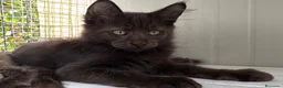 Maine Coon gatti in vendita: Maschietto nero di maine coon (Black Velvet) - Annuncio 3