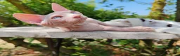 Sphynx gatti in vendita: Disponibili splendidi cuccioli di Sphynx ✨ - Annuncio 28