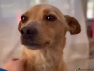 Meticcio cani ADOZ.DEL💔:troppo piccola! In canile, MORIRÀ! URG! - Annuncio 38