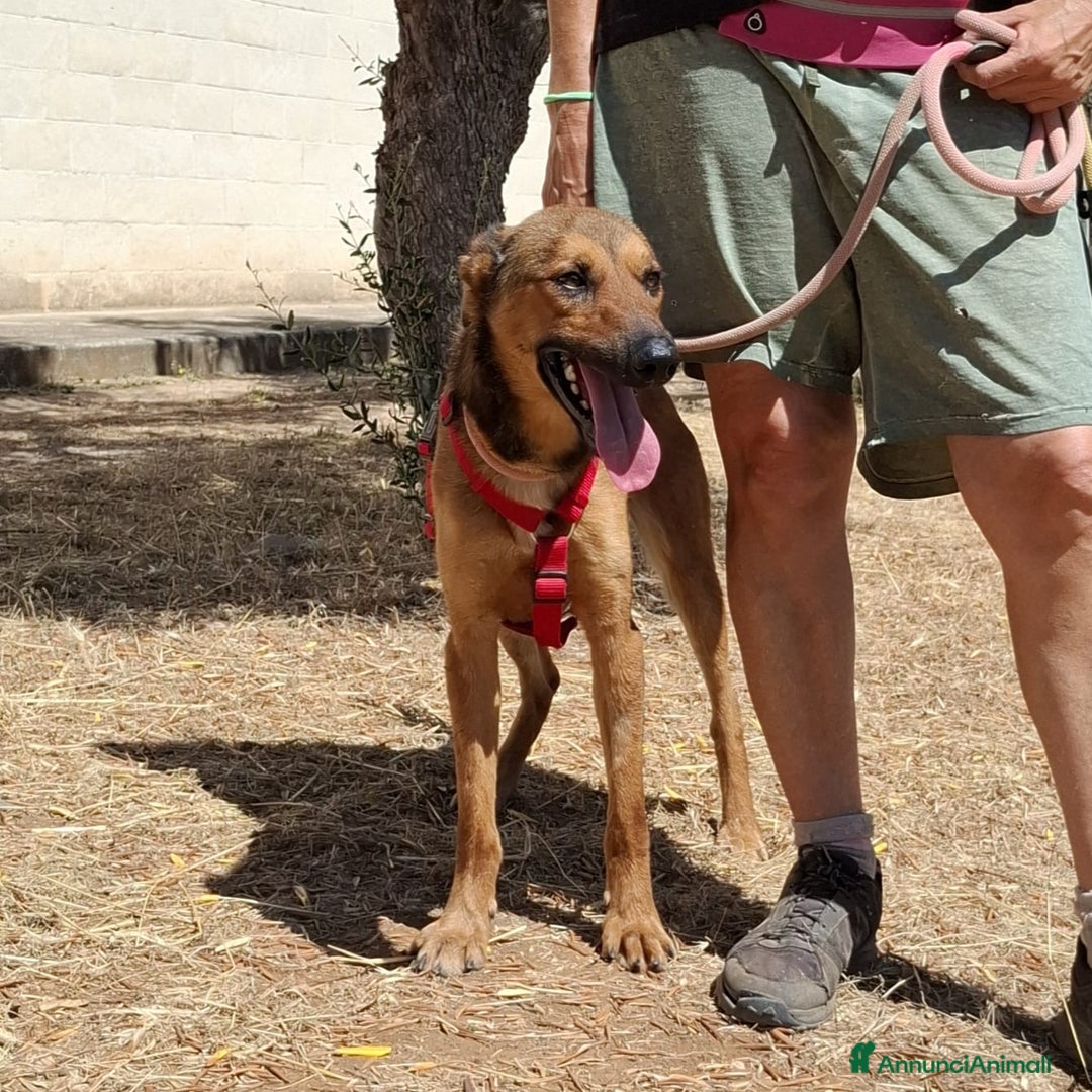 Meticcio cani in regalo: Aladin e' un Mago!  a Città Metropolitana di Bari - Immagine 7