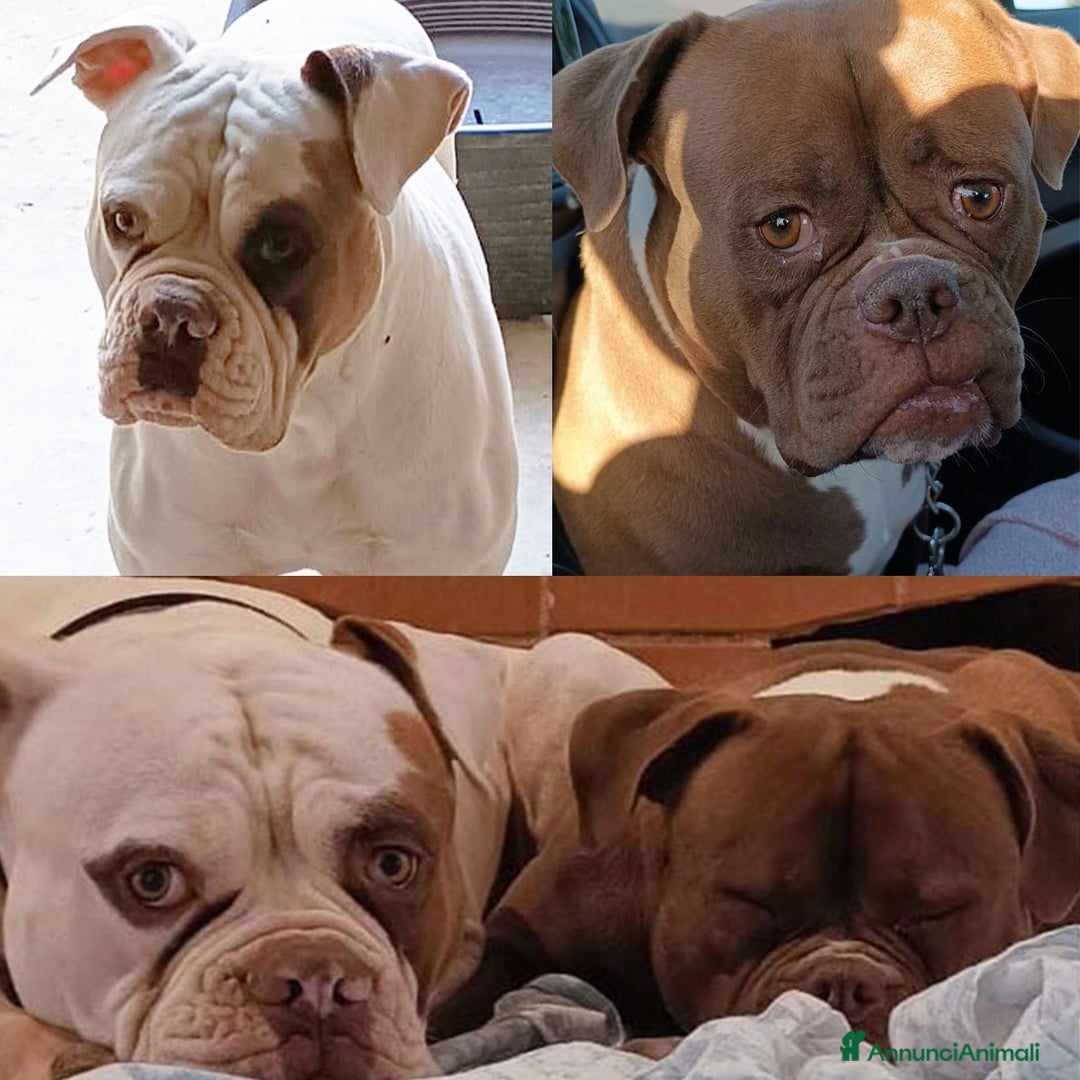 Bulldog cani in vendita: Cuccioli American Bulldog  - Annuncio 17