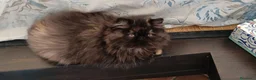 Persiano gatti in vendita: Cuccioli di persiano alta genealogia con pedigree a Provincia di Pavia - Annuncio 3