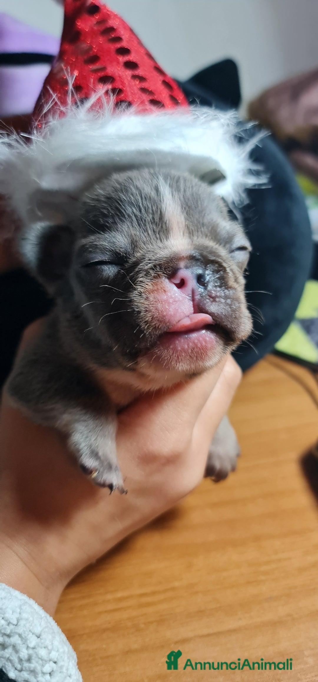 Bulldog Francese cani in vendita: Cucciolo di Bulldog Francese  - Annuncio 3