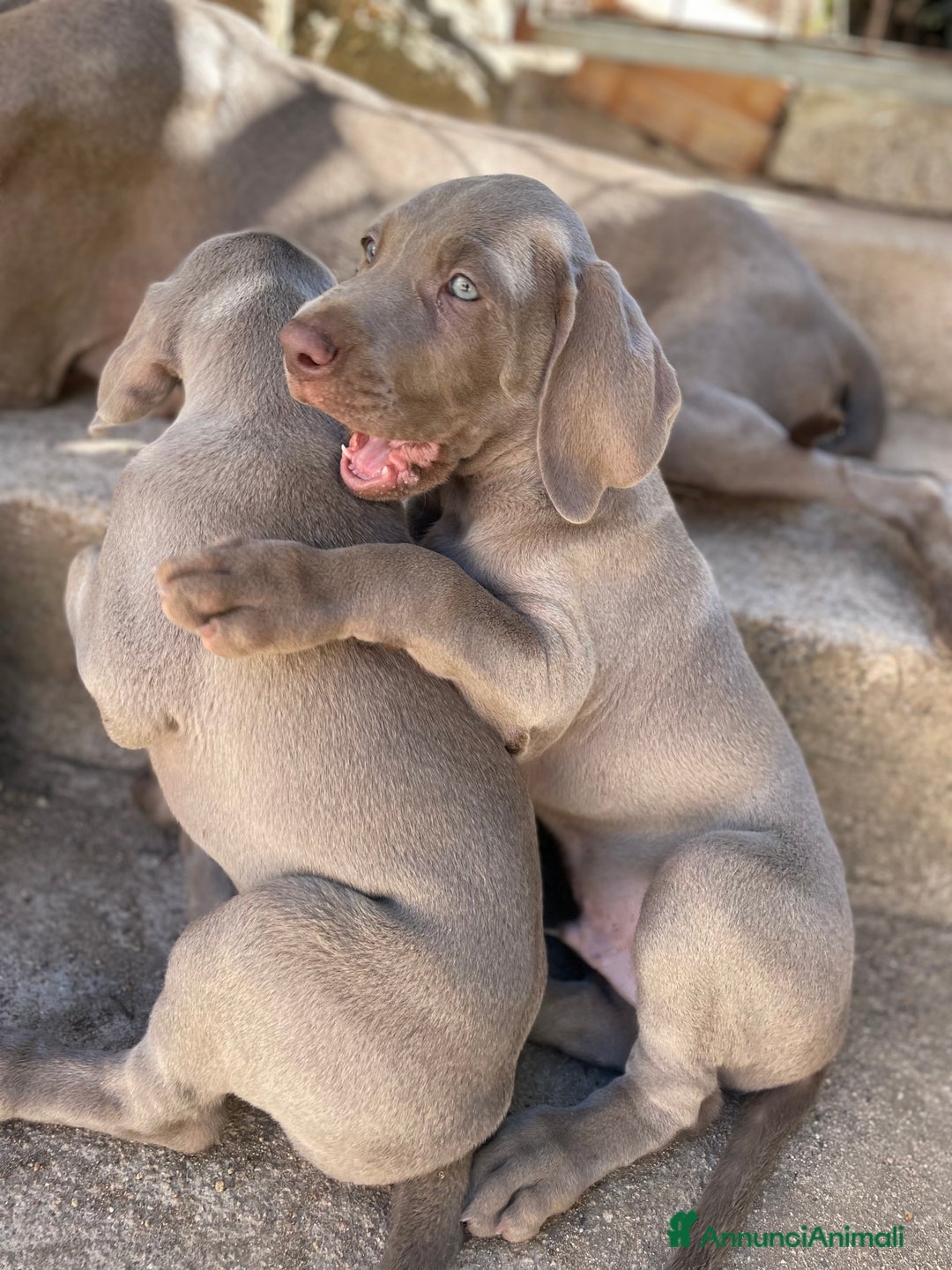 Weimaraner cani in vendita: Cuccioli di Weimarainer - Annuncio 2
