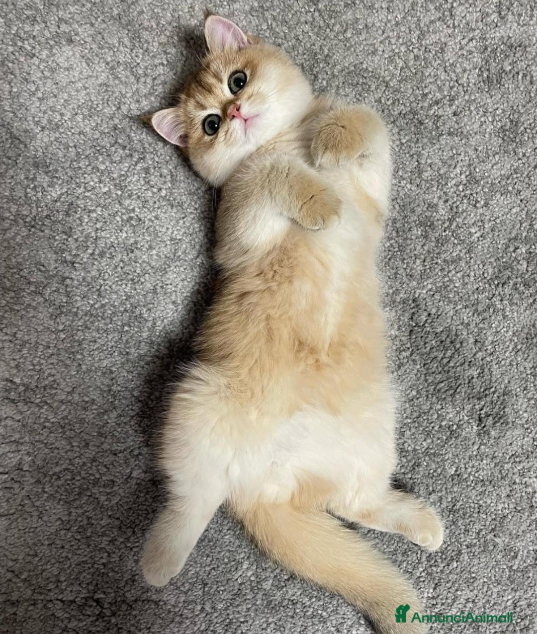 British gatti in vendita: Bellissimi cuccioli di british shorthair golden  - Annuncio 10