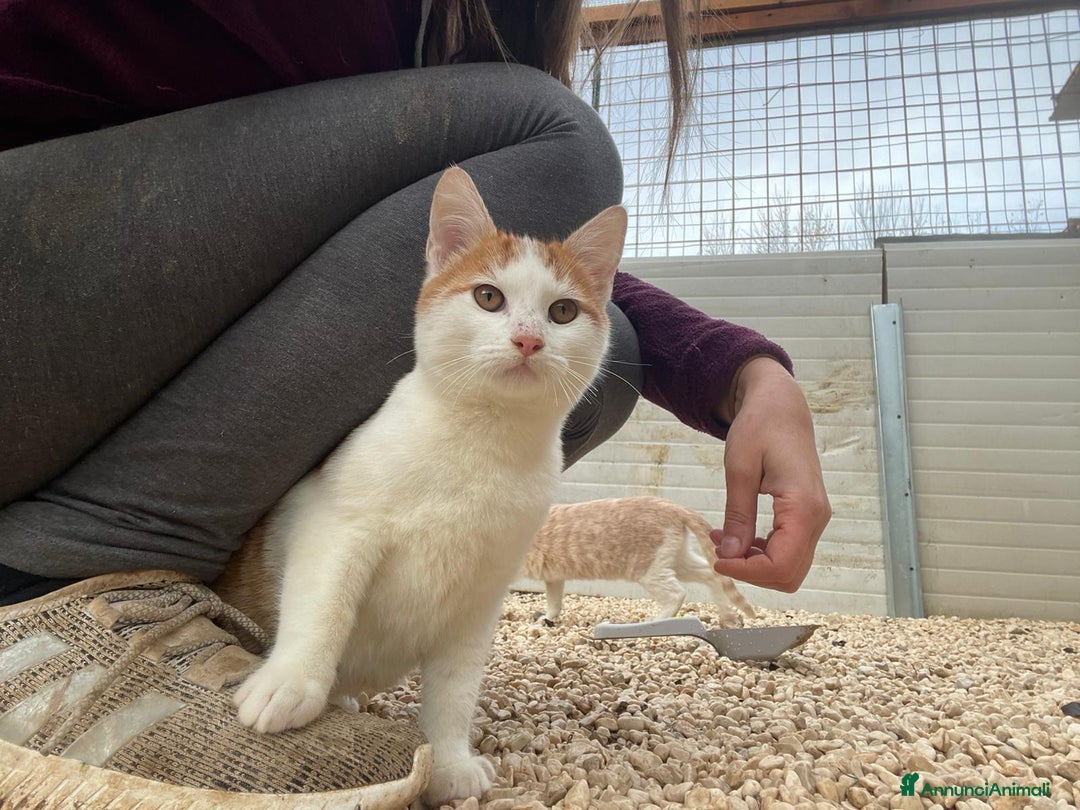 Meticcio gatti in regalo: MIAO MIAO MI ADOTTI? - Annuncio 3