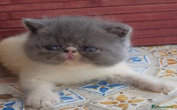 Exotic Shorthair gatti in vendita: Cucciolo esotico maschio 1 mese a Provincia di Pisa - Immagine 2