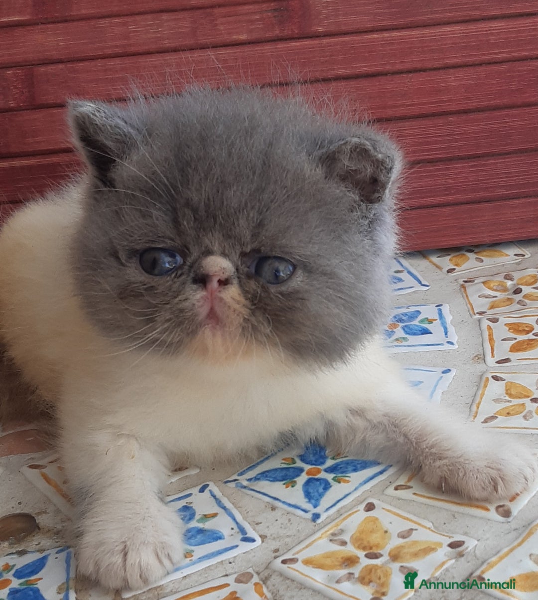 Exotic Shorthair gatti in vendita: Cucciolo esotico maschio 1 mese a Provincia di Pisa - Immagine 2